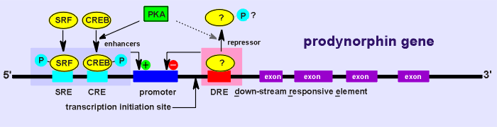 dynorphin gene.gif (13605 bytes)