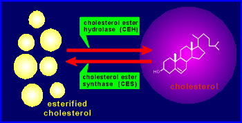 esterfied.gif (19423 bytes)