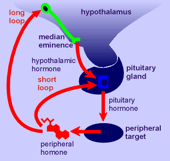 loops2.gif (15388 bytes)