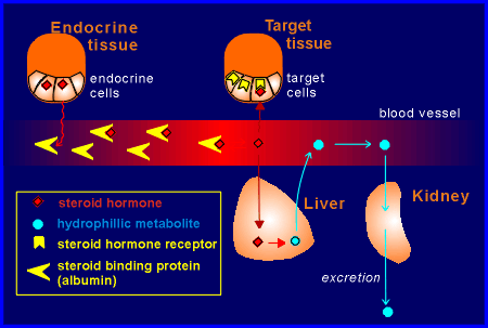 steroid binding pro.gif (24874 bytes)