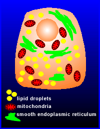 steroid cell.gif (19466 bytes)