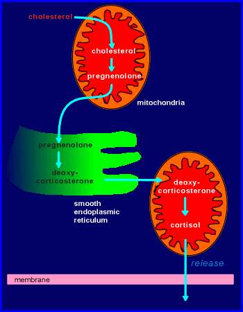 steroid synpath.gif (24087 bytes)