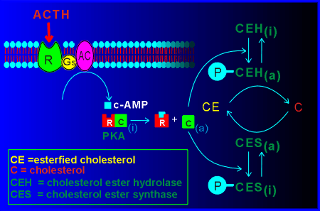 steroid synreg.gif (51268 bytes)