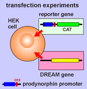 transfection.gif (16207 bytes)