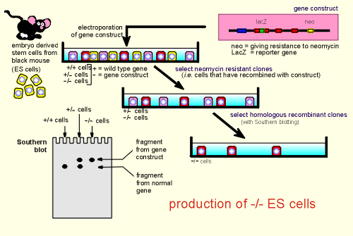 escells.gif (21977 bytes)