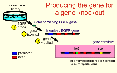 geneconst.gif (12513 bytes)