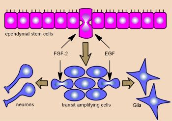 stem.gif (20661 bytes)