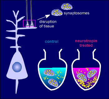 synaptosomes.gif (18385 bytes)