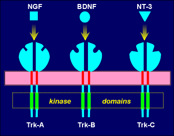 tkrreceptors.gif (11169 bytes)