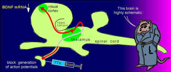 ttx.gif (31029 bytes)