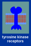 tyrokinase.gif (4670 bytes)